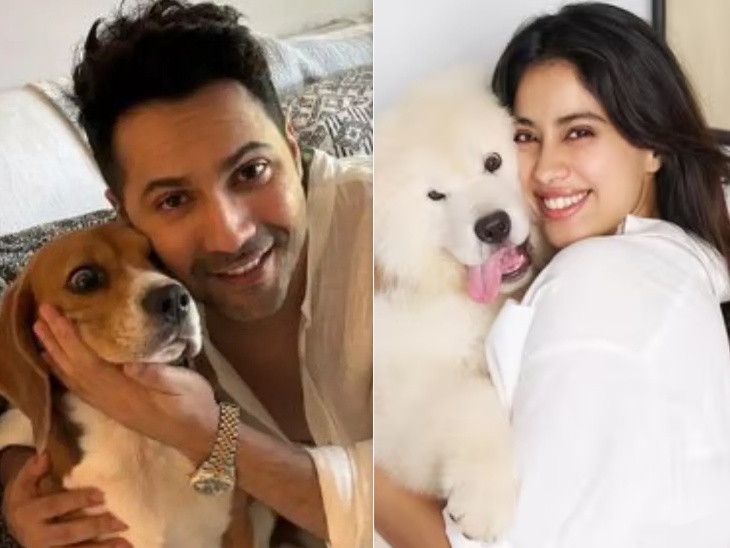 Bollywood stars protested against sending stray dogs to shelters