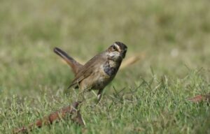 birds killing in thar/NewGIndia