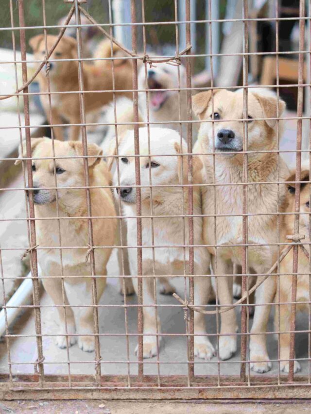 SC का बड़ा फैसला: नसबंदी के बाद छोड़े जाएंगे आवारा कुत्ते