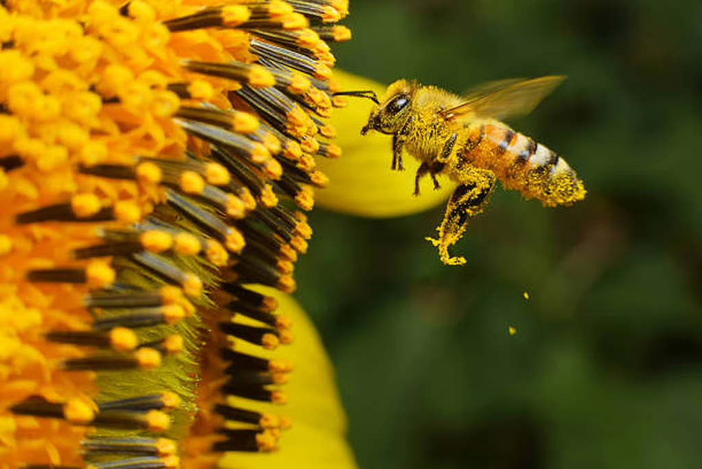 Bee