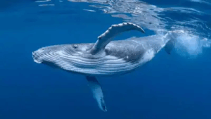 Blue Whale की गूंज में कमी, जलवायु परिवर्तन का असर