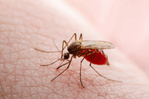 World Mosquito Day