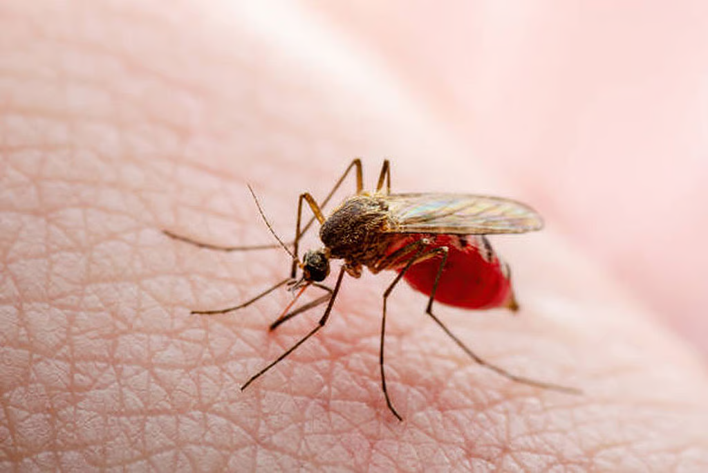World Mosquito Day