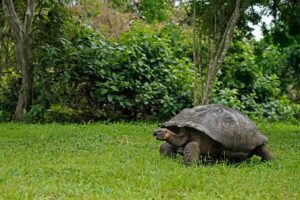 Galapagos