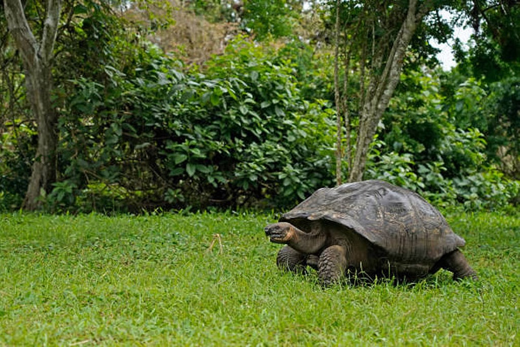 Galapagos