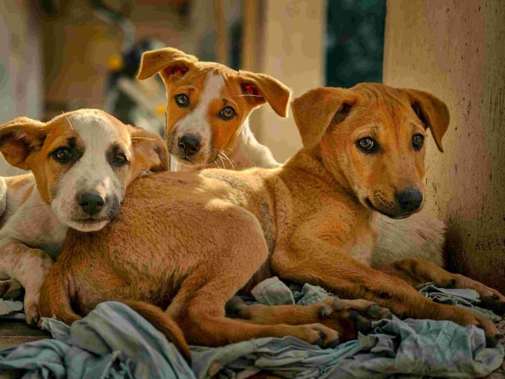 भोजेगौड़ा का दावा: मैंने 2500 कुत्तों को मरवाकर पेड़ों के नीचे दफनाया