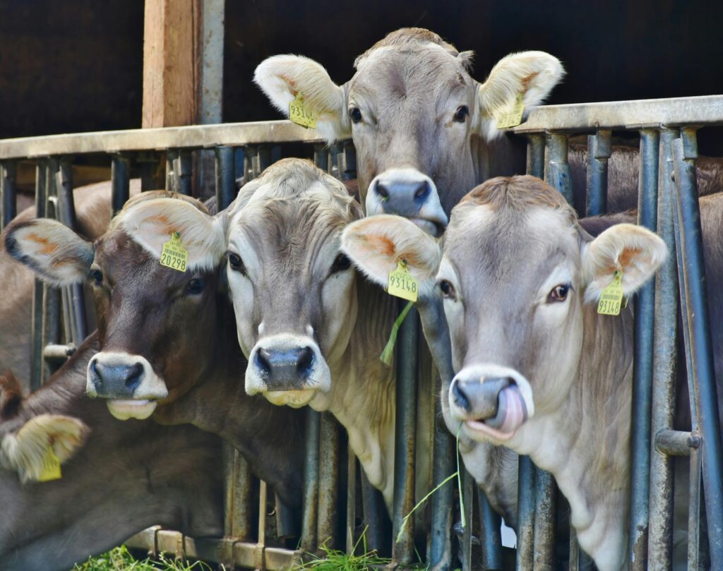 animal husbandry