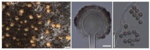 MACS scientists' major achievement, identified two new species of Aspergillus section Nigri l Newg India