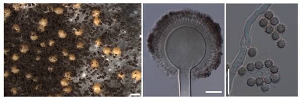 MACS scientists' major achievement, identified two new species of Aspergillus section Nigri l Newg India