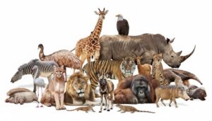 5 surprising animals with human-like behavior