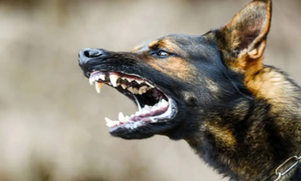 dog bite