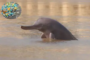 Microplastic