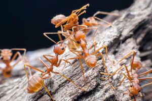 Ants