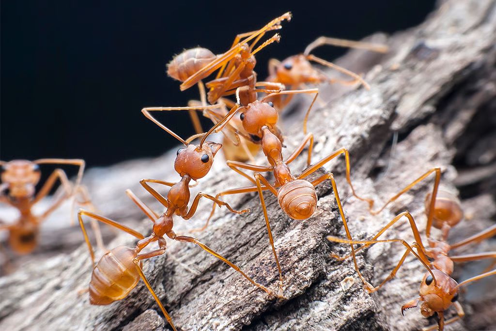Ants