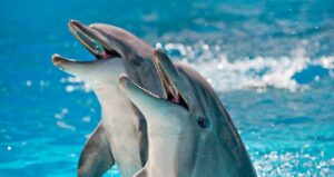 Dolphin