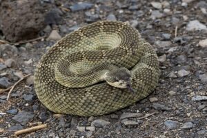 Snake