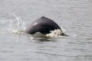 Dolphin