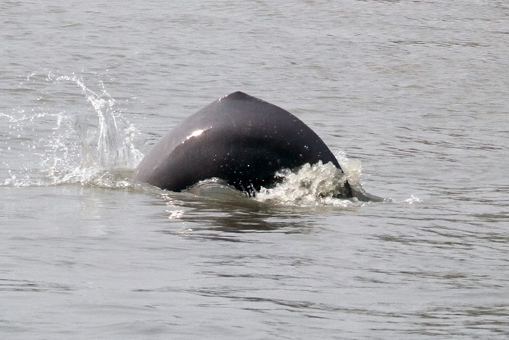 Dolphin