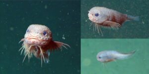 Dark snailfish