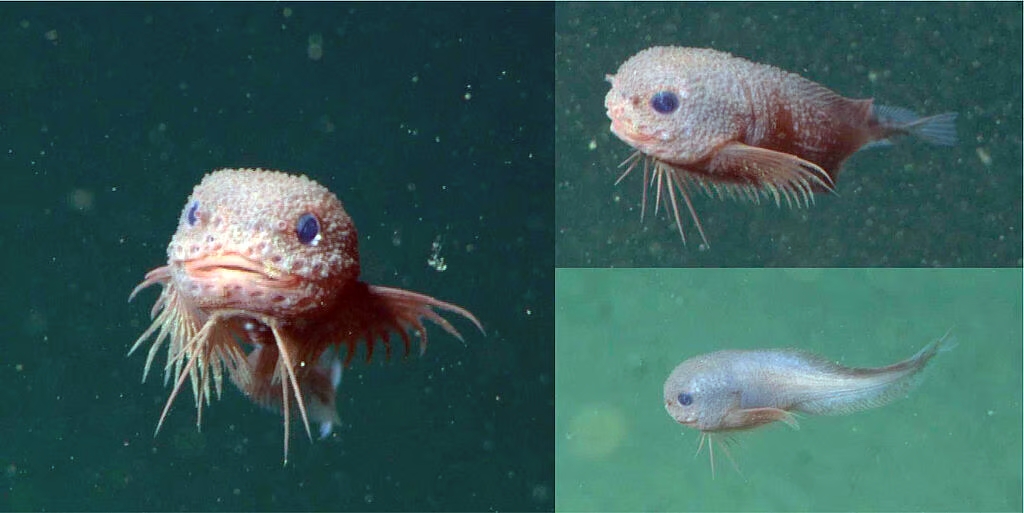 Dark snailfish