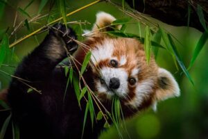 International Red Panda Day: A pledge to save this precious species