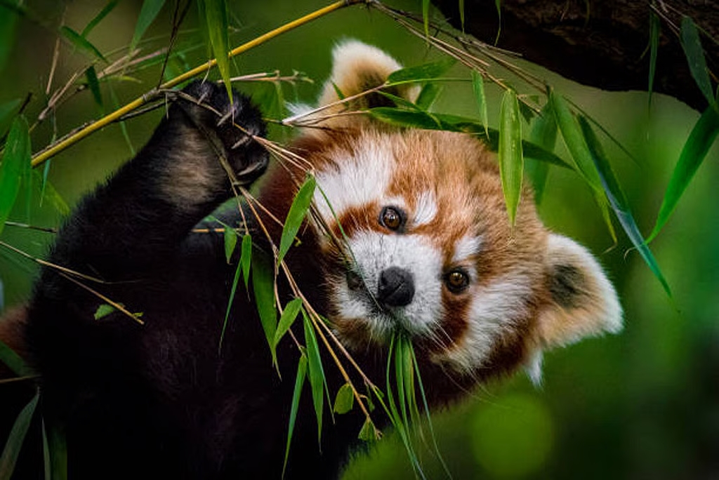 International Red Panda Day: A pledge to save this precious species