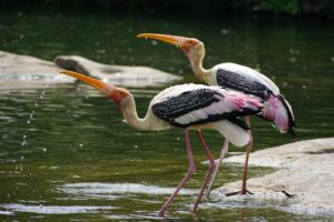 Bird flu alert in Delhi zoo | NewG India