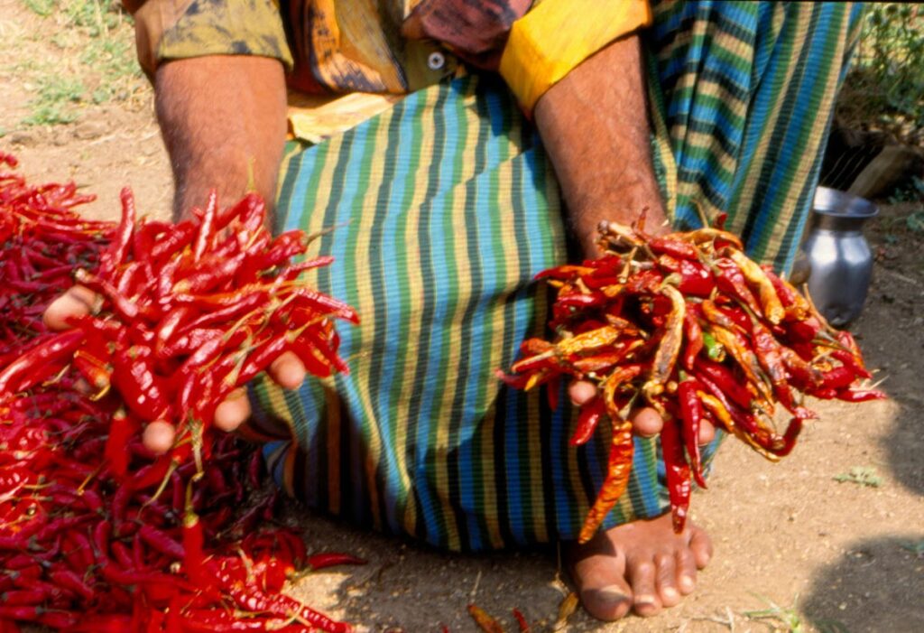 जोधपुर की मथानिया मिर्च