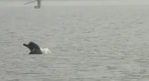 Dolphin