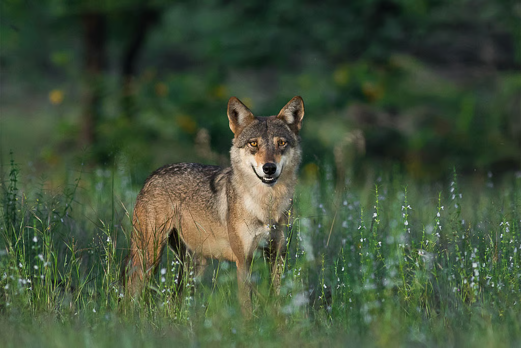 WOLF