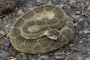 Snakes