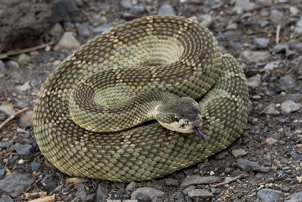 Snakes