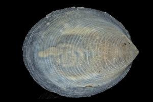 Marine Ecosystems