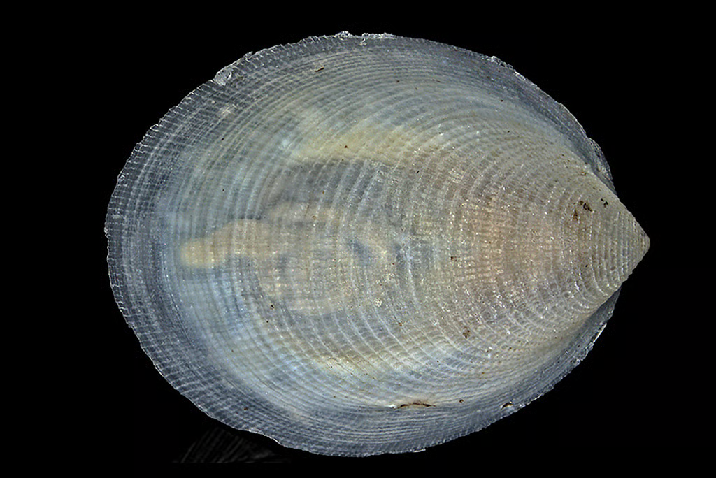Marine Ecosystems