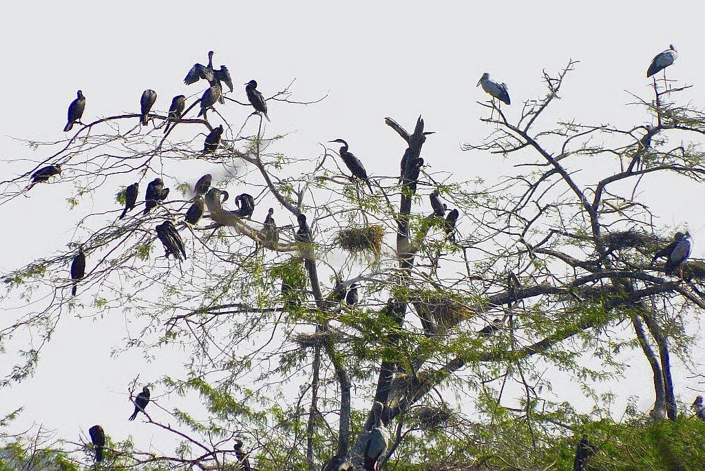 नवाबगंज पक्षी