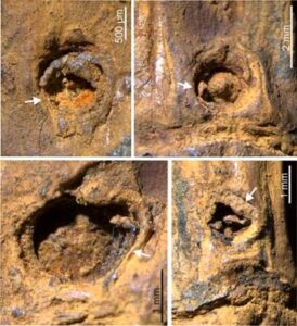 The secret of Asia's Ice Age is revealed. NewG India
