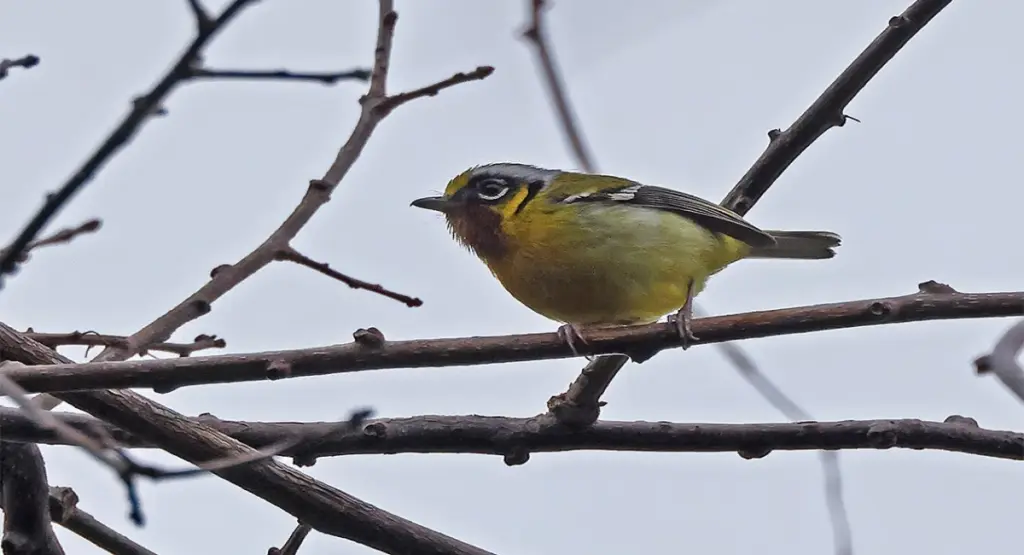 birds