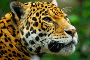 Animal Conflicts