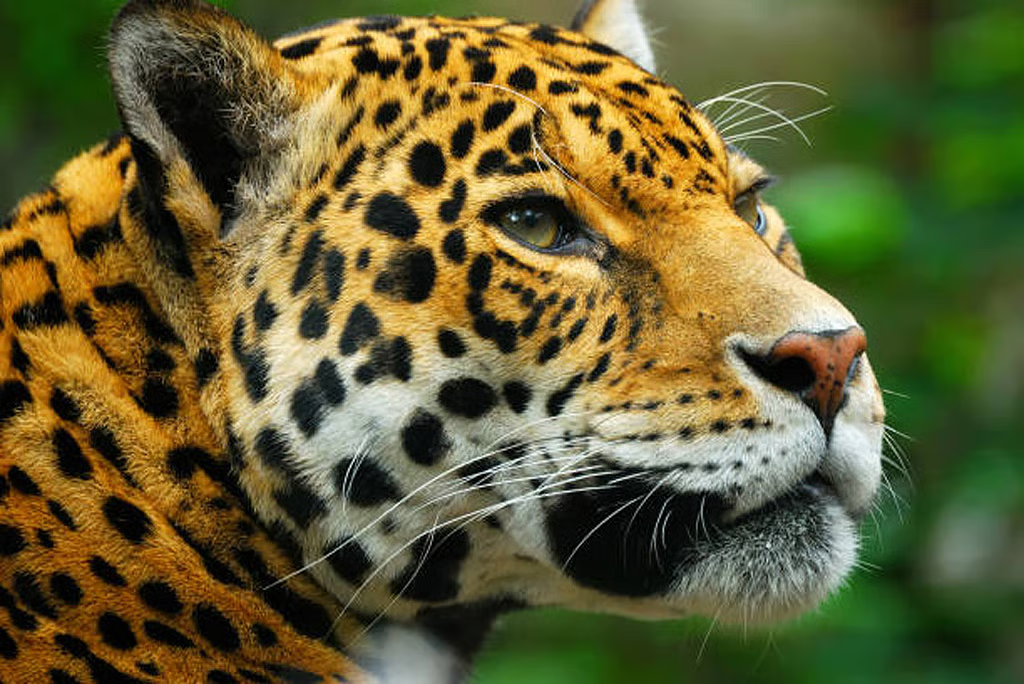 Animal Conflicts