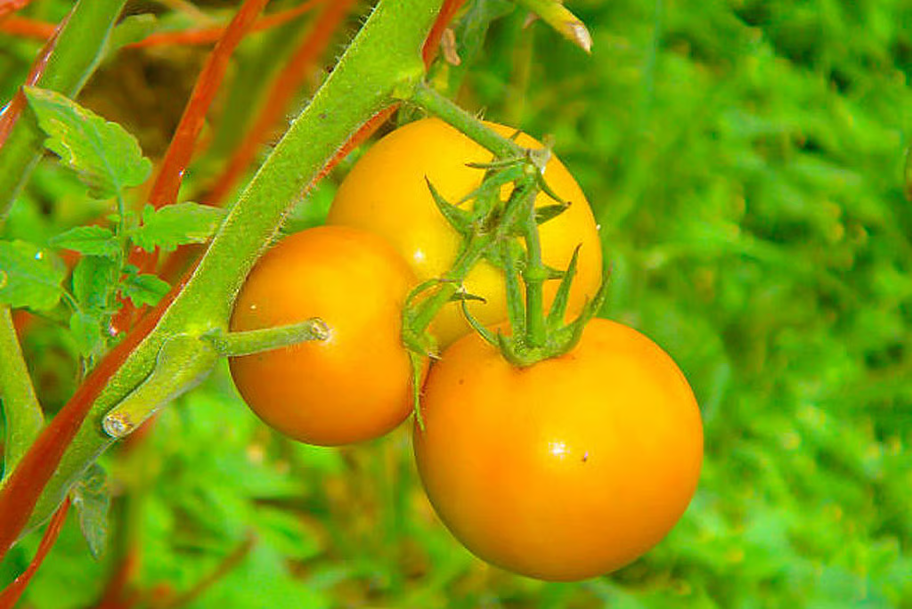 tomato