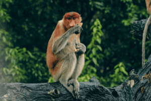 Monkey