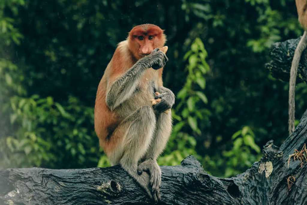 Monkey