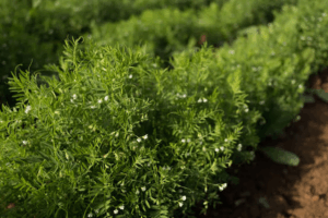 Plant Biodiversity