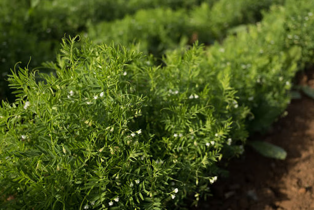 Plant Biodiversity