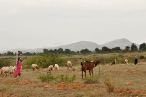 Pastoralists Pain