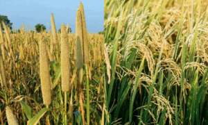 up kisan