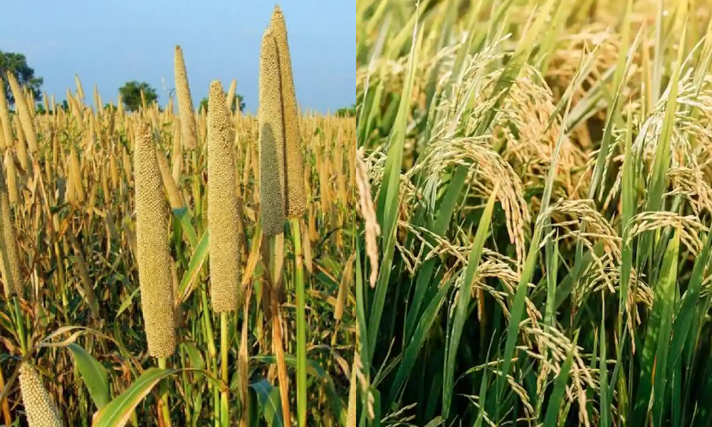 up kisan