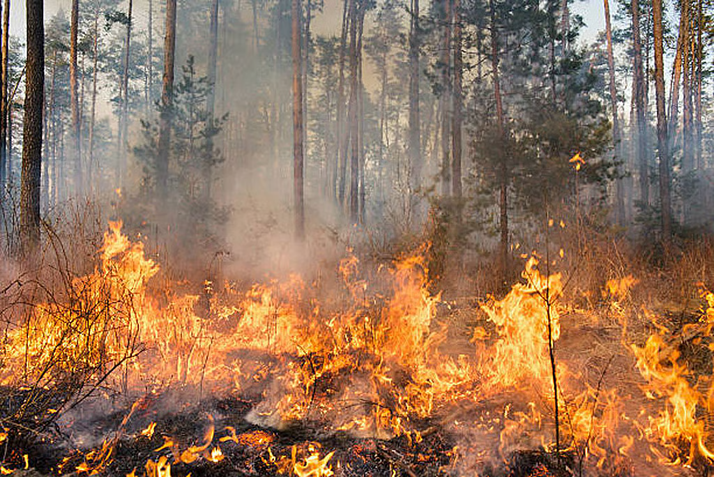 FOREST FIRE