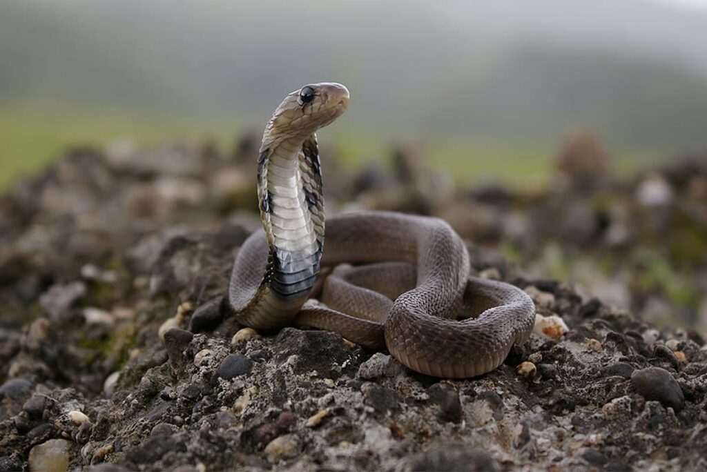Climate crisis: Snakes find new habitats in India, increasing threat to human life. NewG India