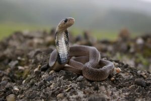 Climate crisis: Snakes find new habitats in India, increasing threat to human life. NewG India